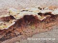 Auricularia mesenterica-amf1369-2
